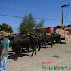 DesfiledeCarrosdeBois2011-014.jpg