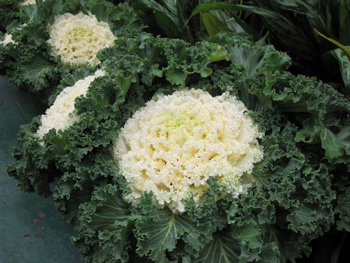 Look familiar? This plant is an ornamental cabbage.