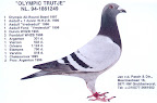 Algunas de Las Palomas Famosas de Todos Los Tiempos. Slideshow