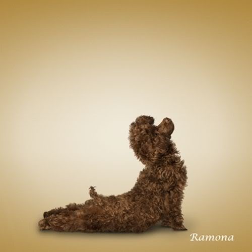 [Yoga-dogs-10%255B3%255D.jpg]