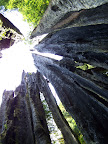 california_sequoia