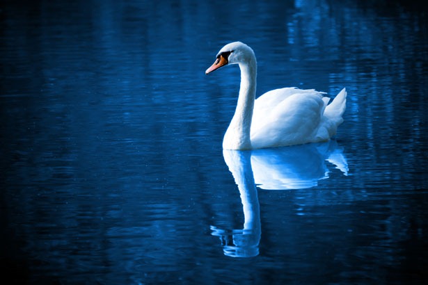 [Swan%2520on%2520Lake%255B4%255D.jpg]