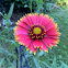 Blanket Flower