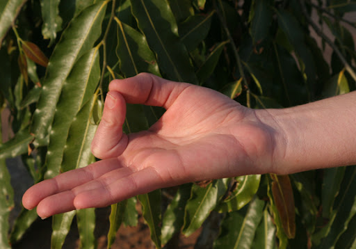 This is chin mudra. The index finger and thumb of each hand are joined. Palms rest face up.
