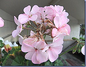 DSCF1910