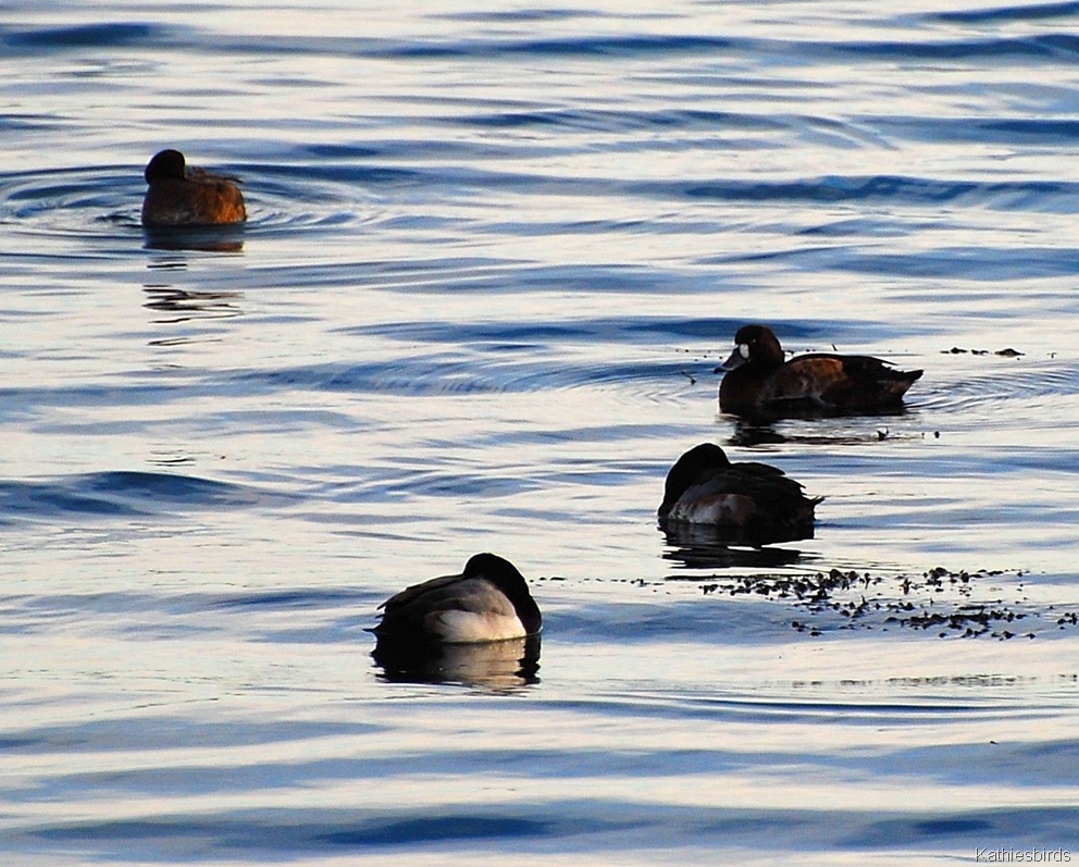 [28.%2520Gloucester%2520greater%2520scaup-kab%255B4%255D.jpg]