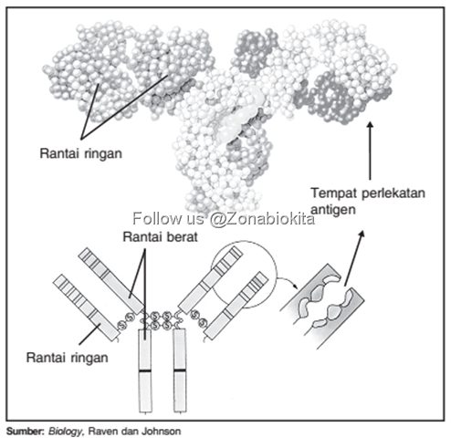 Struktur antibodi