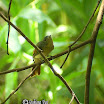Rufous-winged Philentoma --- Philentoma phrhopterum - Female.jpg