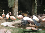 Some sort of exotic turkey thing at the flamingo habitat at the Flamingo scares off some flamingos in a display of dominance.