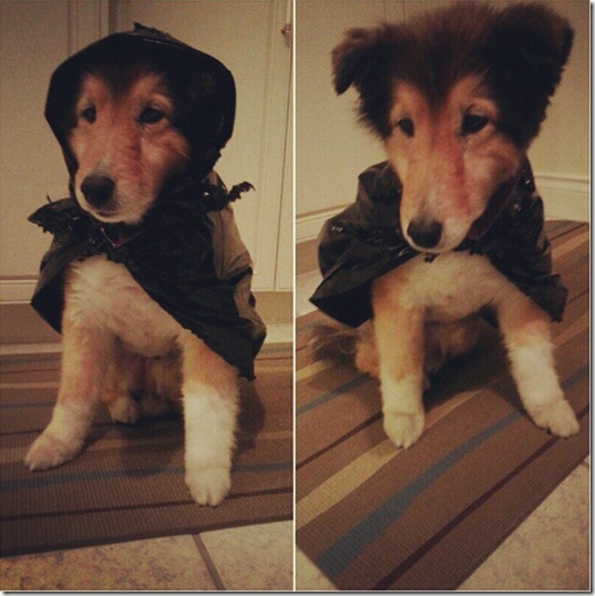 hurricane-sandy-dogs-18