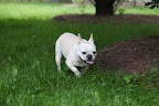 Well, Francesca, shall we investigate?  You know, I thought that I saw something falling from one of these trees just a few moments ago!