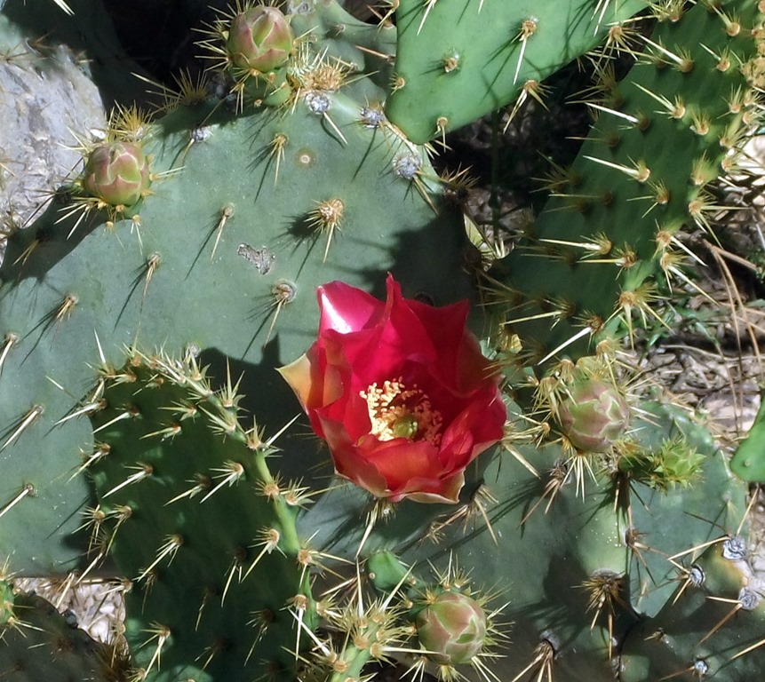 [red%2520prickly%2520pear%25204-15-2013%25209-50-40%2520AM%25201313x1171%255B8%255D.jpg]