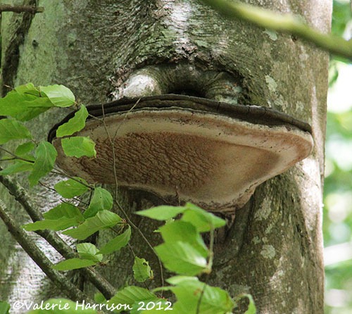 [2-bracket-fungi%255B2%255D.jpg]