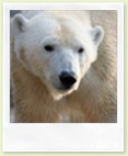 stock-photo-15556439-polar-bear