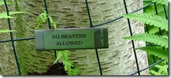 No Beavers Close up 2