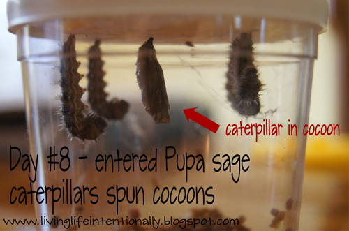 butterfly life cycle day 8 - pupa stage butterfly life cycle day 8 - pupa stage