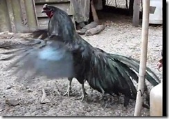 ayam sumatera 2 ayam sumatera 2