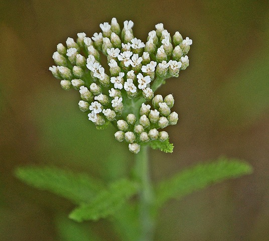 [Yarrow%2520touched%2520up%255B4%255D.jpg]