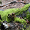 spring peeper