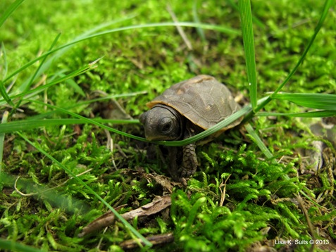 baby box turtle navigating grass