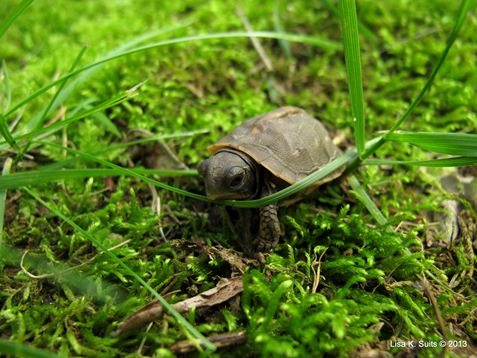 baby box turtle navigating grass baby box turtle navigating grass