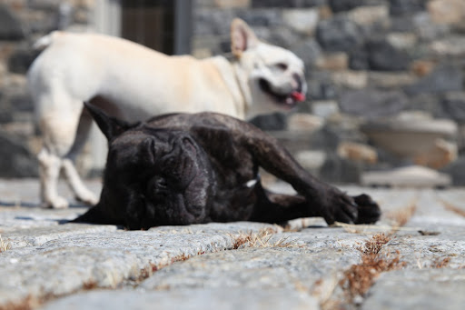 3- Here comes Sharkey - better pretend that I am snoozing away!
