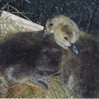 canada goslings 2.jpg