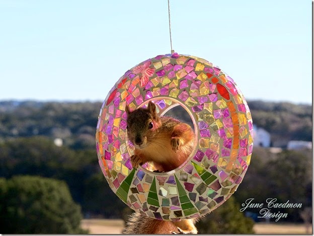 Squirrel_7 Squirrel_7