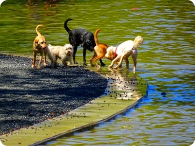 Houston dog park