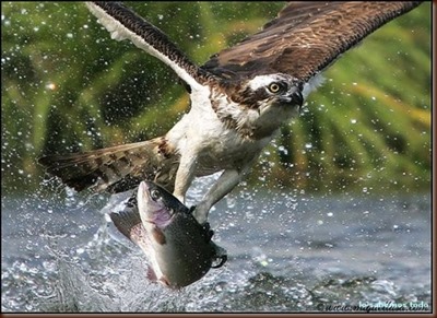 Aguila pescadora