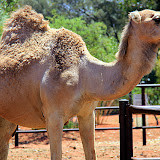 A Camel Enjoying The Afternoon Sun - Yulara, Australia