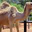 A Camel Enjoying The Afternoon Sun - Yulara, Australia