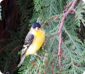 male am goldfinch3