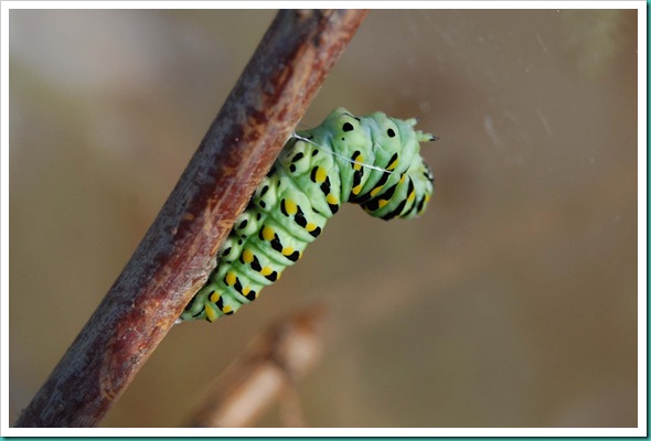 CaterpillarThread