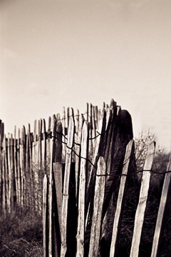 Chestnut-Fencing