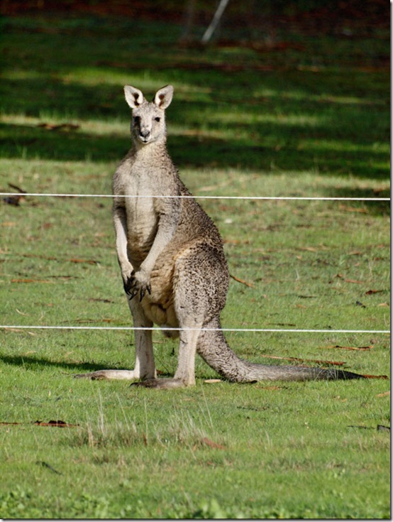 animals-worried-face-8