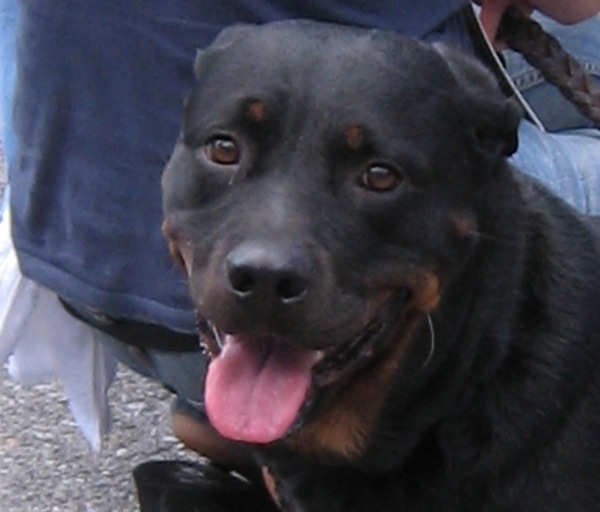Cookie Rottie Empire Rescue Chilling.jpg Cookie Rottie Empire Rescue chilling out.