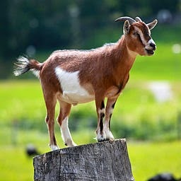 [Goat4.jpg]