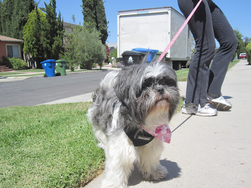 We took her for a nice long walk before the flight, and she truly skipped and hopped as if she knew she was headed for a happy and secure future.