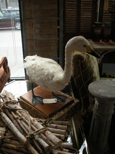 I'm really into taxidermy these days. This stuffed bird is completely amazing.