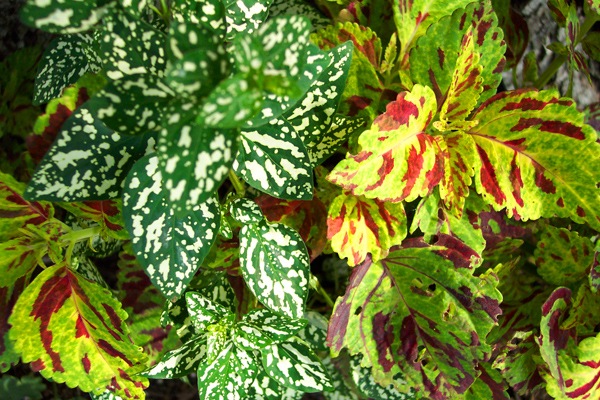 [Leaf%2520Beauty%255B4%255D.jpg]