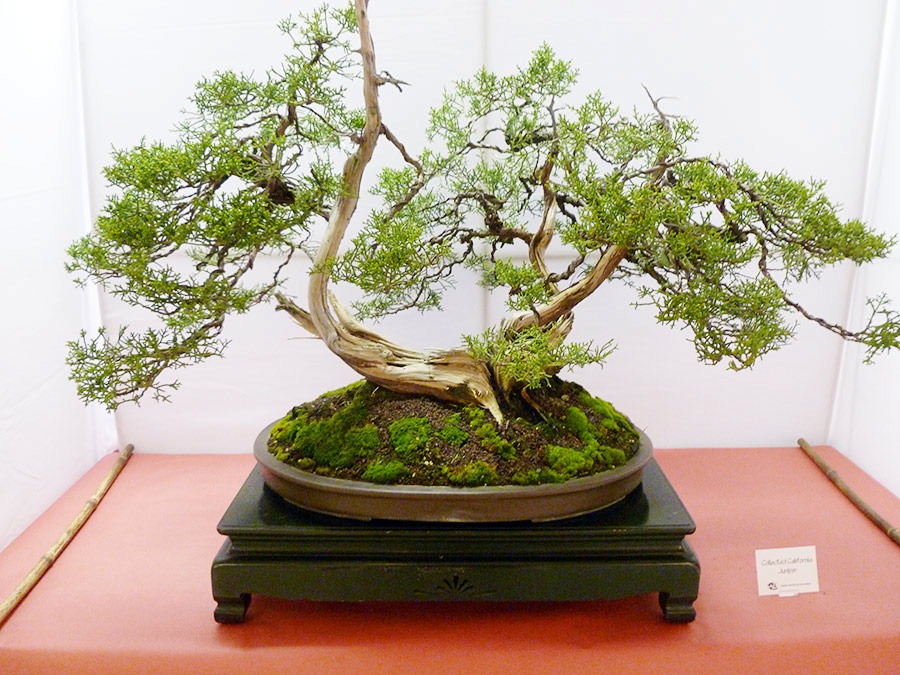 [111023_CapitalCityBonsaiShow_collected-California-juniper_01.jpg]