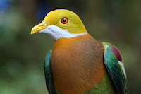 Ornate Fruit-Dove. Foja Mts, western New Guinea, Indonesia. 1650 m elevation.