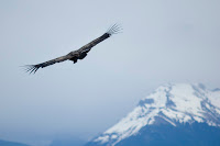 Condor soaring above the Anita Valley