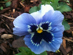 May 8 - Pansy