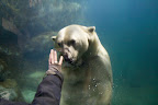 Polar bear. The Arctic Ring, Copenhagen ZOO 2013.
