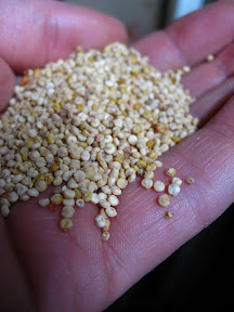 quinoa harvest!