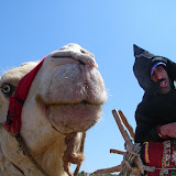 Morocco - Albino%252520Camel%2525202.JPG