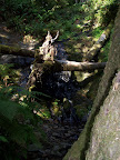 california_sequoia