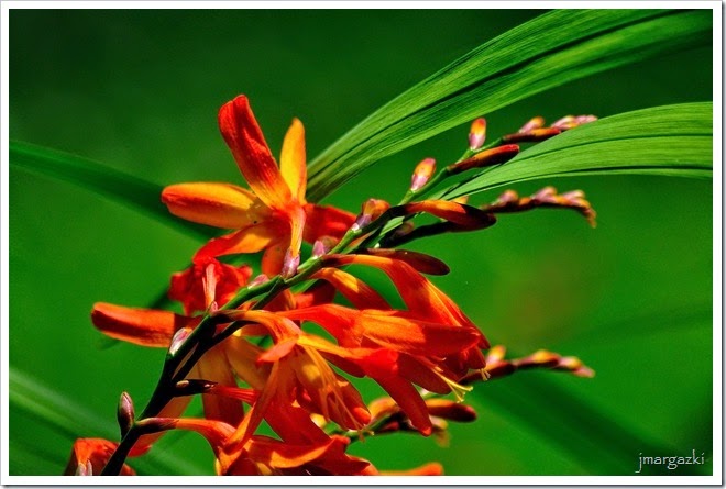 DSC_2961 DSC_2961
